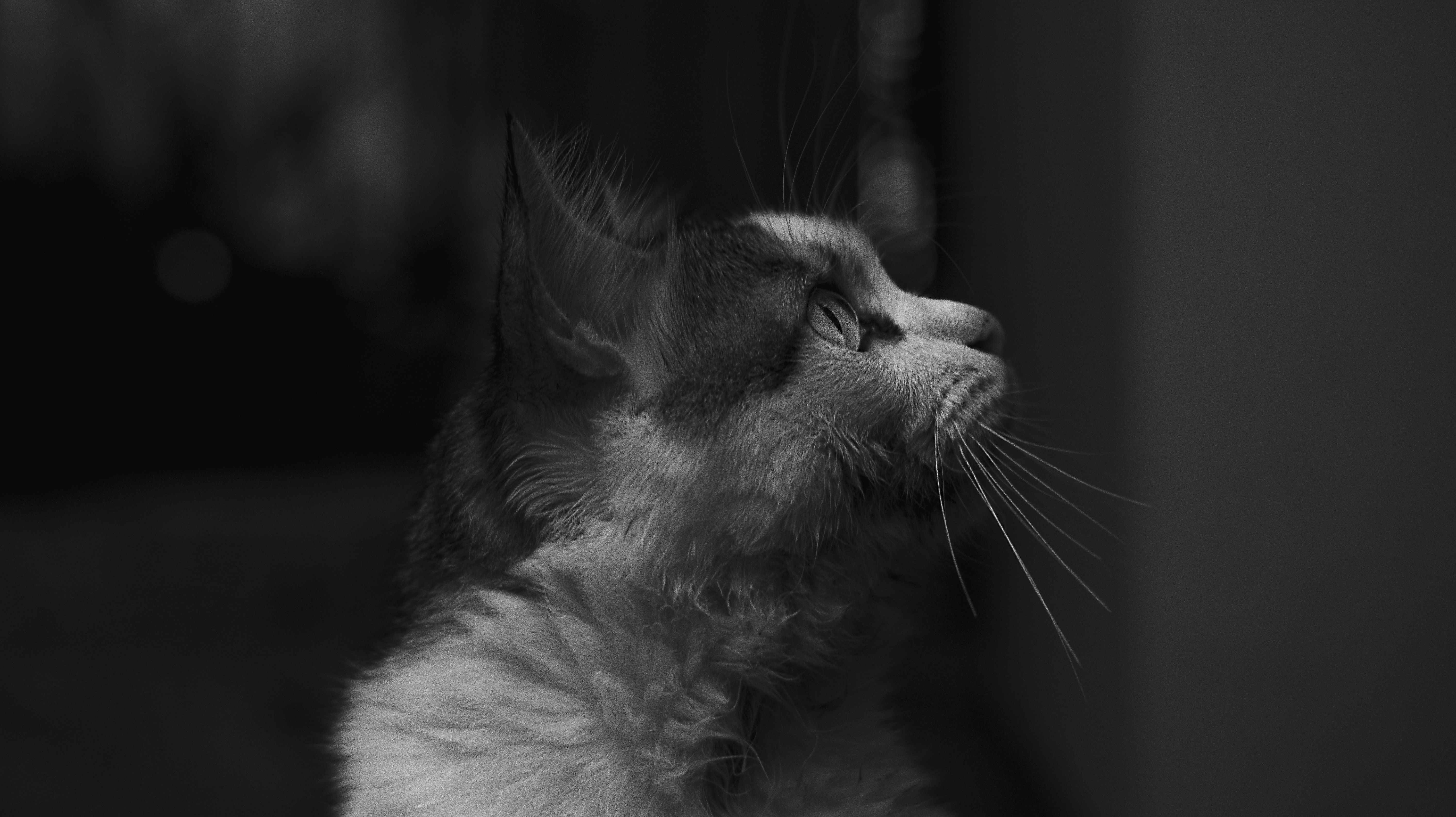 Profile Portrait of Cat in Black and White
